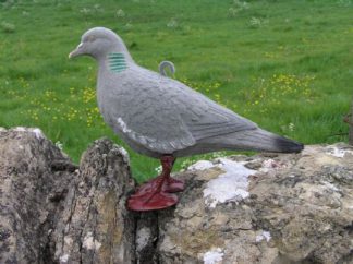 Full Body Feral Pigeon