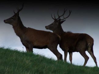 Deer Stalking