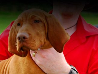 Pet Dog Training